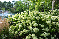 Little Lime Hydrangea (Hydrangea paniculata 'Jane') at Sargent's Nursery