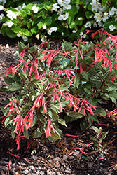 Firecracker Fuchsia (Fuchsia triphylla 'Firecracker') at Sargent's Nursery