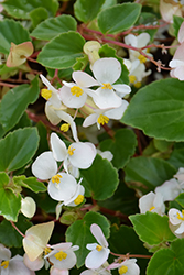 Hula Blush Begonia (Begonia 'PAS1568925') at Sargent's Nursery