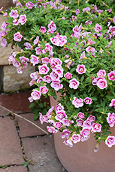 Superbells Double Smitten Pink Calibrachoa (Calibrachoa 'KLECA23454') at Sargent's Nursery