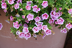 Superbells Double Smitten Pink Calibrachoa (Calibrachoa 'KLECA23454') at Sargent's Nursery