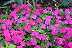 Beacon Violet Shades Impatiens (Impatiens walleriana 'PAS1357834') at Sargent's Nursery