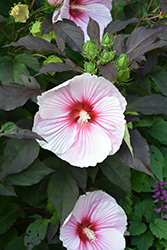 Dark Mystery Hibiscus (Hibiscus 'Dark Mystery') at Sargent's Nursery