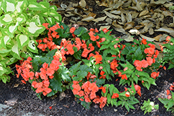 Florencio Orange Begonia (Begonia 'Florencio Orange') at Sargent's Nursery