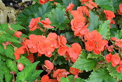 Florencio Orange Begonia (Begonia 'Florencio Orange') at Sargent's Nursery