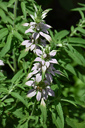 Spotted Beebalm (Monarda punctata) at Sargent's Nursery