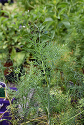 Bouquet Dill (Anethum graveolens 'Bouquet') at Sargent's Nursery