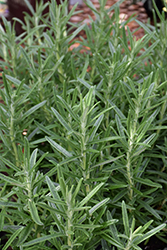 Gorizia Rosemary (Rosmarinus officinalis 'Gorizia') at Sargent's Nursery