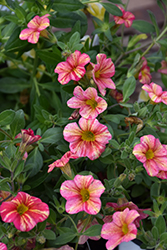 Superbells Tropical Sunrise Calibrachoa (Calibrachoa 'INCALTRSUN') at Sargent's Nursery