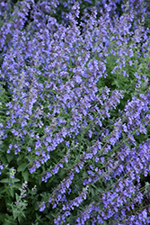 Cat's Meow Catmint (Nepeta x faassenii 'Cat's Meow') at Sargent's Nursery