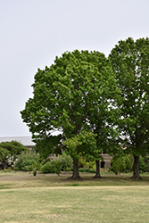 Red Oak (Quercus rubra) at Sargent's Nursery
