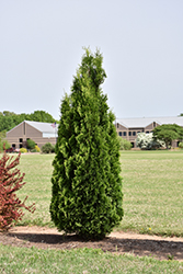 North Pole Arborvitae (Thuja occidentalis 'Art Boe') at Sargent's Nursery