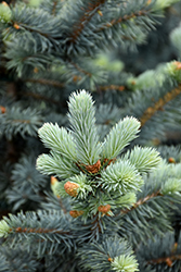 Avatar Blue Spruce (Picea pungens 'Avatar') at Sargent's Nursery