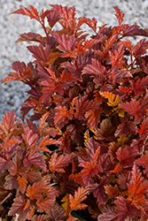 Angel Ninebark (Physocarpus opulifolius 'Hoogi018') at Sargent's Nursery