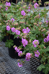 Karmina Cranesbill (Geranium x cantabrigiense 'Karmina') at Sargent's Nursery