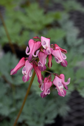 Pink Diamonds Fern-leaved Bleeding Heart (Dicentra 'Pink Diamonds') at Sargent's Nursery