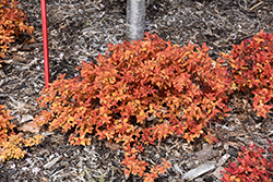 Double Play Candy Corn Spirea (Spiraea japonica 'NCSX1') at Sargent's Nursery