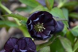 Wedding Party Dark and Handsome Hellebore (Helleborus 'Dark and Handsome') at Sargent's Nursery