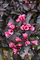 Spilled Wine Weigela (Weigela florida 'Bokraspiwi') at Sargent's Nursery