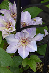 Tranquilite Clematis (Clematis 'Evipo111') at Sargent's Nursery