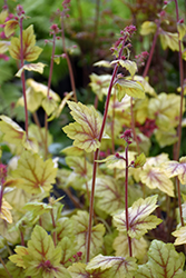 Circus Coral Bells (Heuchera 'Circus') at Sargent's Nursery