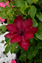 Boulevard Nubia Clematis (Clematis 'Evipo079') at Sargent's Nursery