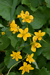 Marsh Marigold (Caltha palustris) at Sargent's Nursery