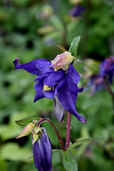 Alpine Columbine (Aquilegia alpina) at Sargent's Nursery