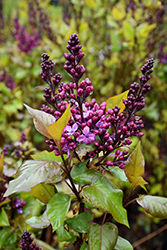 Declaration Lilac (Syringa 'Declaration') at Sargent's Nursery