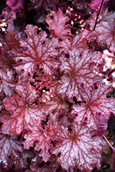 Ruby Tuesday Coral Bells (Heuchera 'Ruby Tuesday') at Sargent's Nursery