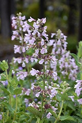 Whispurr Pink Catmint (Nepeta x faassenii 'Balpurrink') at Sargent's Nursery