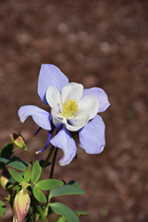 Earlybird Blue and White Columbine (Aquilegia 'PAS1258485') at Sargent's Nursery