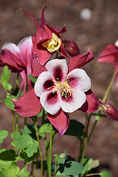Earlybird Red and White Columbine (Aquilegia 'PAS1258484') at Sargent's Nursery