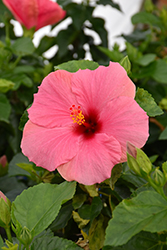 Cayman Wind Hibiscus (Hibiscus rosa-sinensis 'Cayman Wind') at Sargent's Nursery