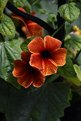 Tangerine Slice A-Peel Black-Eyed Susan (Thunbergia alata 'DL1501') at Sargent's Nursery