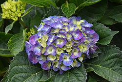 Seaside Serenade Newport Hydrangea (Hydrangea macrophylla 'HORTMANI') at Sargent's Nursery