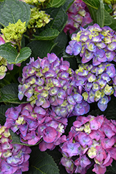 Seaside Serenade Newport Hydrangea (Hydrangea macrophylla 'HORTMANI') at Sargent's Nursery