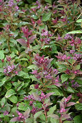 Lil' Flirt Spirea (Spiraea japonica 'SMSJMLA') at Sargent's Nursery