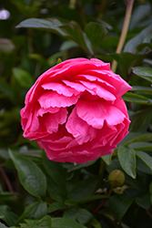 Cytherea Peony (Paeonia 'Cytherea') at Sargent's Nursery