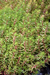 Winter Fire Sedum (Sedum rupestre 'Rice Creek') at Sargent's Nursery