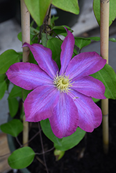 Pink Champagne Clematis (Clematis 'Pink Champagne') at Sargent's Nursery