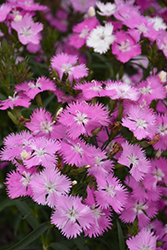 First Love Pinks (Dianthus 'First Love') at Sargent's Nursery
