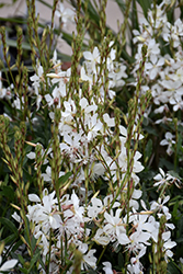 Sparkle White Gaura (Gaura lindheimeri 'Sparkle White') at Sargent's Nursery