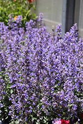 Cat's Meow Catmint (Nepeta x faassenii 'Cat's Meow') at Sargent's Nursery