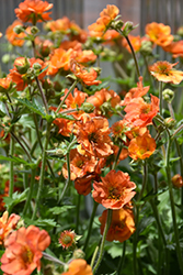 Totally Tangerine Avens (Geum 'Tim's Tangerine') at Sargent's Nursery