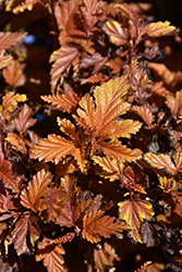 Angel Ninebark (Physocarpus opulifolius 'Hoogi018') at Sargent's Nursery