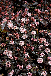 Little Joker Ninebark (Physocarpus opulifolius 'Hoogi021') at Sargent's Nursery