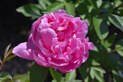 Dr. Alexander Fleming Peony (Paeonia 'Dr. Alexander Fleming') at Sargent's Nursery