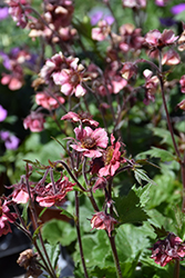 Tempo Rose Avens (Geum 'TNGEUTR') at Sargent's Nursery