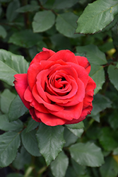Olympiad Rose (Rosa 'Olympiad') at Sargent's Nursery